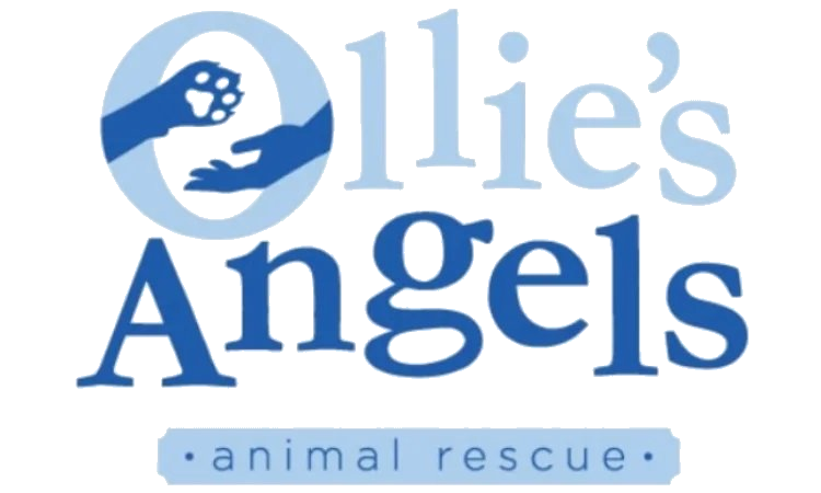 Ollie's Angels Logo